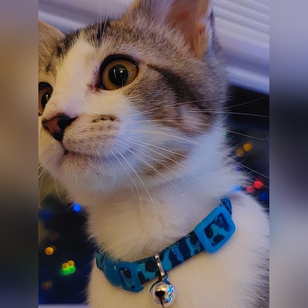 🩷Basic info and background🩷 - Picture 9 of 12